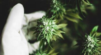 Legal Status Of CBD In The UK In 2020