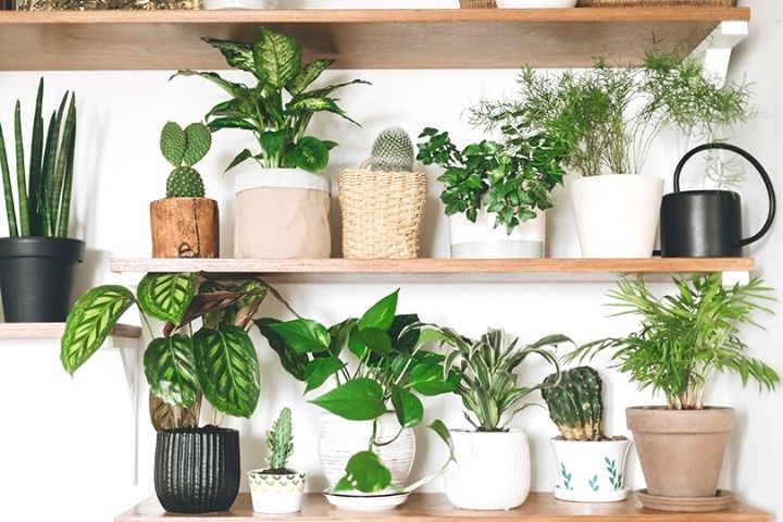 Hardy Houseplants And Other Spring Business